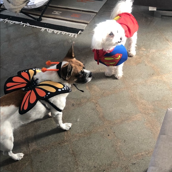 Meet your Posher, Abby - Picture 4 of 4